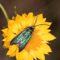 Pollanisus (genus) (A Forester Moth) at Taylor, ACT - 13 Feb 2024 by kasiaaus