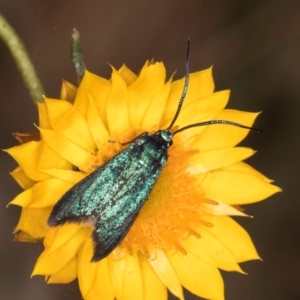 Pollanisus (genus) at Taylor, ACT - 13 Feb 2024