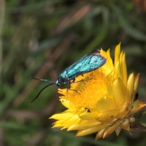 Pollanisus (genus) at Taylor, ACT - 13 Feb 2024