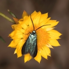 Pollanisus (genus) at Taylor, ACT - 13 Feb 2024