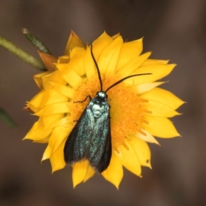 Pollanisus (genus) at Taylor, ACT - 13 Feb 2024