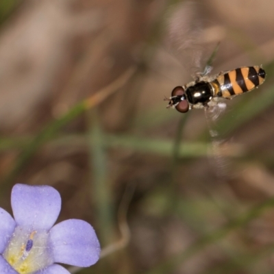 Melangyna sp. (genus) (Hover Fly) at Taylor, ACT - 13 Feb 2024 by kasiaaus