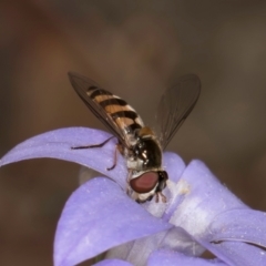 Melangyna sp. (genus) at Taylor, ACT - 13 Feb 2024