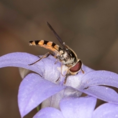 Melangyna sp. (genus) at Taylor Offset (TLR) - 13 Feb 2024