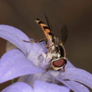 Melangyna sp. (genus) at Taylor, ACT - 13 Feb 2024