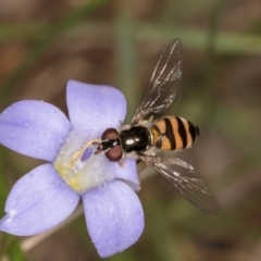 Melangyna sp. (genus) at Taylor, ACT - 13 Feb 2024