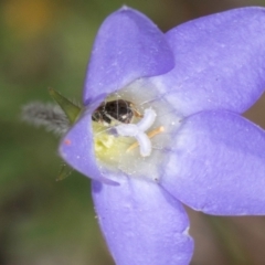 Apiformes (informal group) (Unidentified bee) at Taylor, ACT - 13 Feb 2024 by kasiaaus