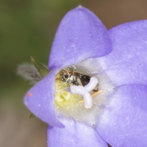 Apiformes (informal group) at Taylor, ACT - 13 Feb 2024