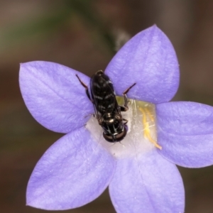 Eumerus sp. (genus) at Taylor, ACT - 13 Feb 2024