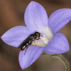 Eumerus sp. (genus) at Taylor, ACT - 13 Feb 2024