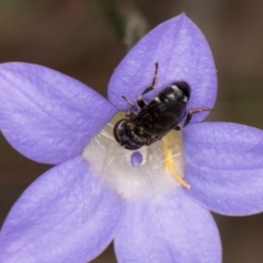 Eumerus sp. (genus) at Taylor, ACT - 13 Feb 2024