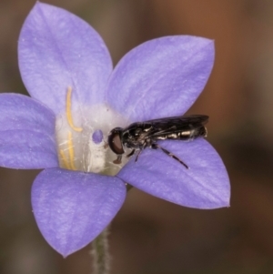 Eumerus sp. (genus) at Taylor, ACT - 13 Feb 2024