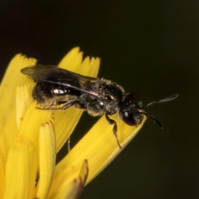 Lasioglossum (Homalictus) sphecodoides (Furrow Bee) at Taylor, ACT - 13 Feb 2024 by kasiaaus