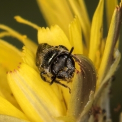 Lasioglossum (Homalictus) sphecodoides at Taylor, ACT - 13 Feb 2024 12:23 PM