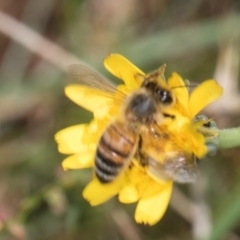 Apis mellifera (European honey bee) at Taylor, ACT - 13 Feb 2024 by kasiaaus