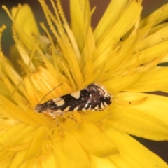 Glyphipterix chrysoplanetis (A Sedge Moth) at Taylor, ACT - 13 Feb 2024 by kasiaaus