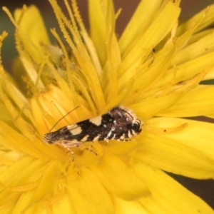 Glyphipterix chrysoplanetis at Taylor, ACT - 13 Feb 2024 12:24 PM