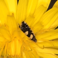 Glyphipterix chrysoplanetis at Taylor, ACT - 13 Feb 2024