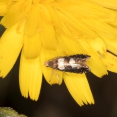 Glyphipterix chrysoplanetis at Taylor, ACT - 13 Feb 2024