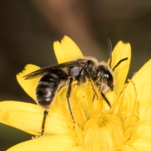 Lasioglossum (Chilalictus) sp. (genus & subgenus) at Taylor, ACT - 13 Feb 2024