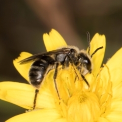 Lasioglossum (Chilalictus) sp. (genus & subgenus) (Halictid bee) at Taylor, ACT - 13 Feb 2024 by kasiaaus