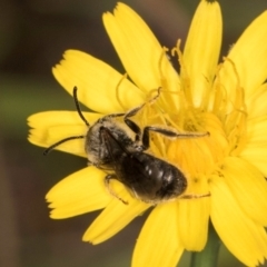 Lasioglossum (Chilalictus) sp. (genus & subgenus) at Taylor, ACT - 13 Feb 2024