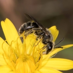 Lasioglossum (Chilalictus) sp. (genus & subgenus) at Taylor, ACT - 13 Feb 2024