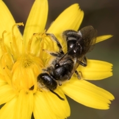 Lasioglossum (Chilalictus) sp. (genus & subgenus) at Taylor, ACT - 13 Feb 2024