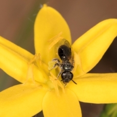 Lasioglossum (Homalictus) sphecodoides (Furrow Bee) at Taylor Offset (TLR) - 13 Feb 2024 by kasiaaus