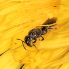 Lasioglossum (Homalictus) sphecodoides at Taylor, ACT - 13 Feb 2024