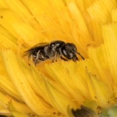 Lasioglossum (Homalictus) sphecodoides at Taylor Offset (TLR) - 13 Feb 2024