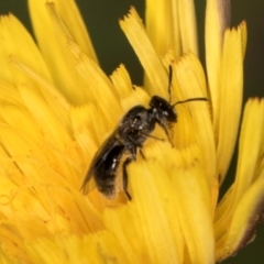 Lasioglossum (Homalictus) sphecodoides at Taylor, ACT - 13 Feb 2024