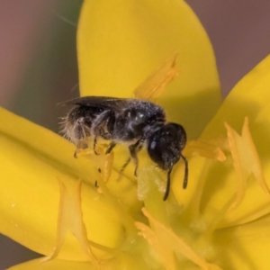 Lasioglossum (Homalictus) sphecodoides at Taylor Offset (TLR) - 13 Feb 2024