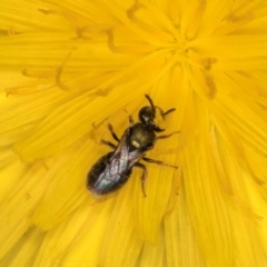 Lasioglossum (Homalictus) sphecodoides at Taylor, ACT - 13 Feb 2024 12:36 PM