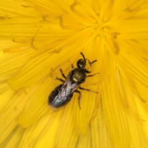 Lasioglossum (Homalictus) sphecodoides at Taylor, ACT - 13 Feb 2024 12:36 PM