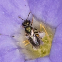 Lasioglossum (Homalictus) sphecodoides (Furrow Bee) at Taylor, ACT - 13 Feb 2024 by kasiaaus