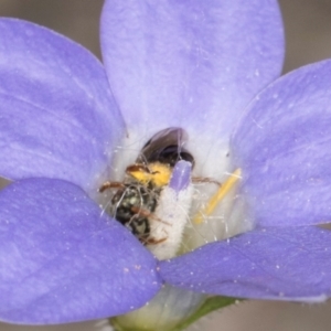 Lasioglossum (Homalictus) sphecodoides at Taylor, ACT - 13 Feb 2024