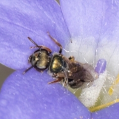 Lasioglossum (Homalictus) sphecodoides at Taylor, ACT - 13 Feb 2024 12:37 PM