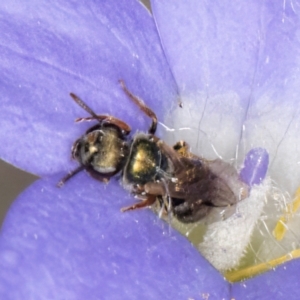 Lasioglossum (Homalictus) sphecodoides at Taylor Offset (TLR) - 13 Feb 2024