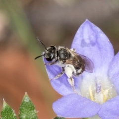 Lasioglossum (Chilalictus) sp. (genus & subgenus) (Halictid bee) at Taylor Offset (TLR) - 13 Feb 2024 by kasiaaus