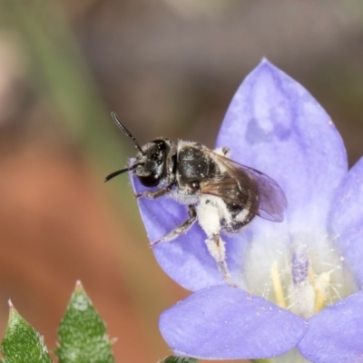 Lasioglossum (Chilalictus) sp. (genus & subgenus) (Halictid bee) at Taylor Offset (TLR) - 13 Feb 2024 by kasiaaus
