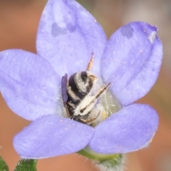 Lasioglossum (Chilalictus) sp. (genus & subgenus) at Taylor, ACT - 13 Feb 2024 12:37 PM