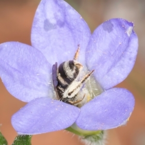 Lasioglossum (Chilalictus) sp. (genus & subgenus) at Taylor, ACT - 13 Feb 2024 12:37 PM