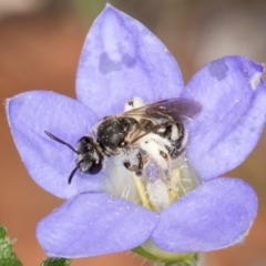 Lasioglossum (Chilalictus) sp. (genus & subgenus) at Taylor, ACT - 13 Feb 2024 12:37 PM