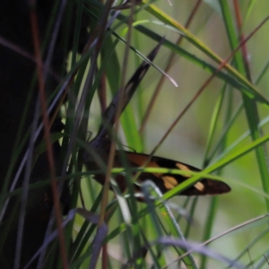 Heteronympha merope at Goorooyarroo NR (ACT) - 11 Feb 2024 12:16 PM