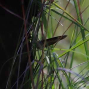 Heteronympha merope at Goorooyarroo NR (ACT) - 11 Feb 2024 12:16 PM