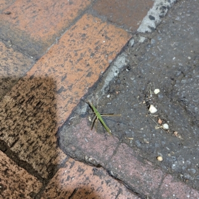 Acrida conica (Giant green slantface) at Dickson, ACT - 12 Feb 2024 by AniseStar