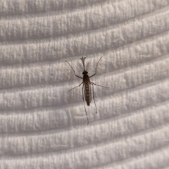 Culicidae (family) (A mosquito) at Watson, ACT - 12 Feb 2024 by AniseStar