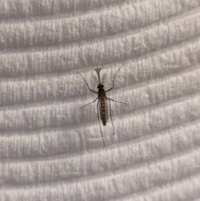 Culicidae (family) (A mosquito) at Watson, ACT - 11 Feb 2024 by AniseStar