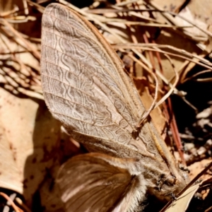 Abantiades (genus) at QPRC LGA - suppressed